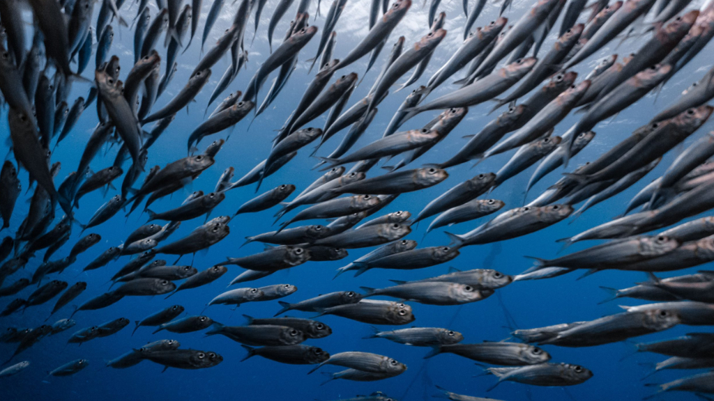 Pesca de sardines