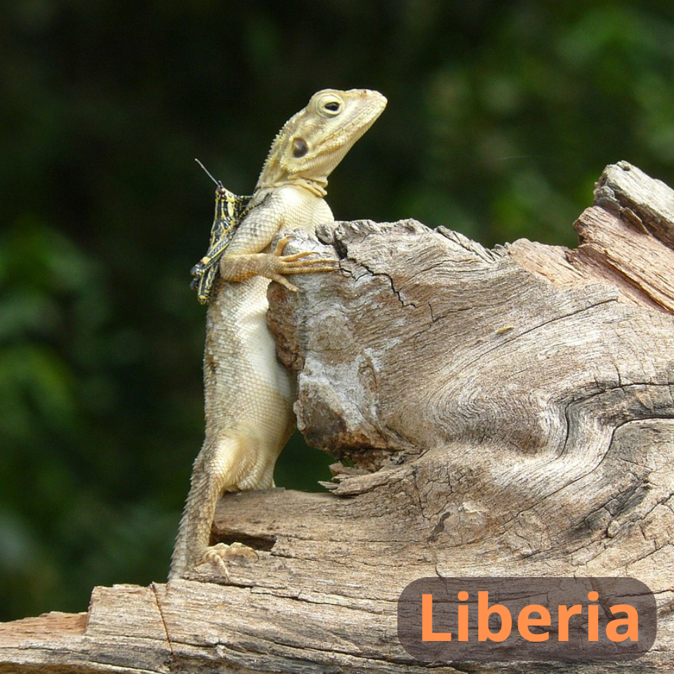 Imagen de Anne-Virginie Le Bihan en Pixabay
