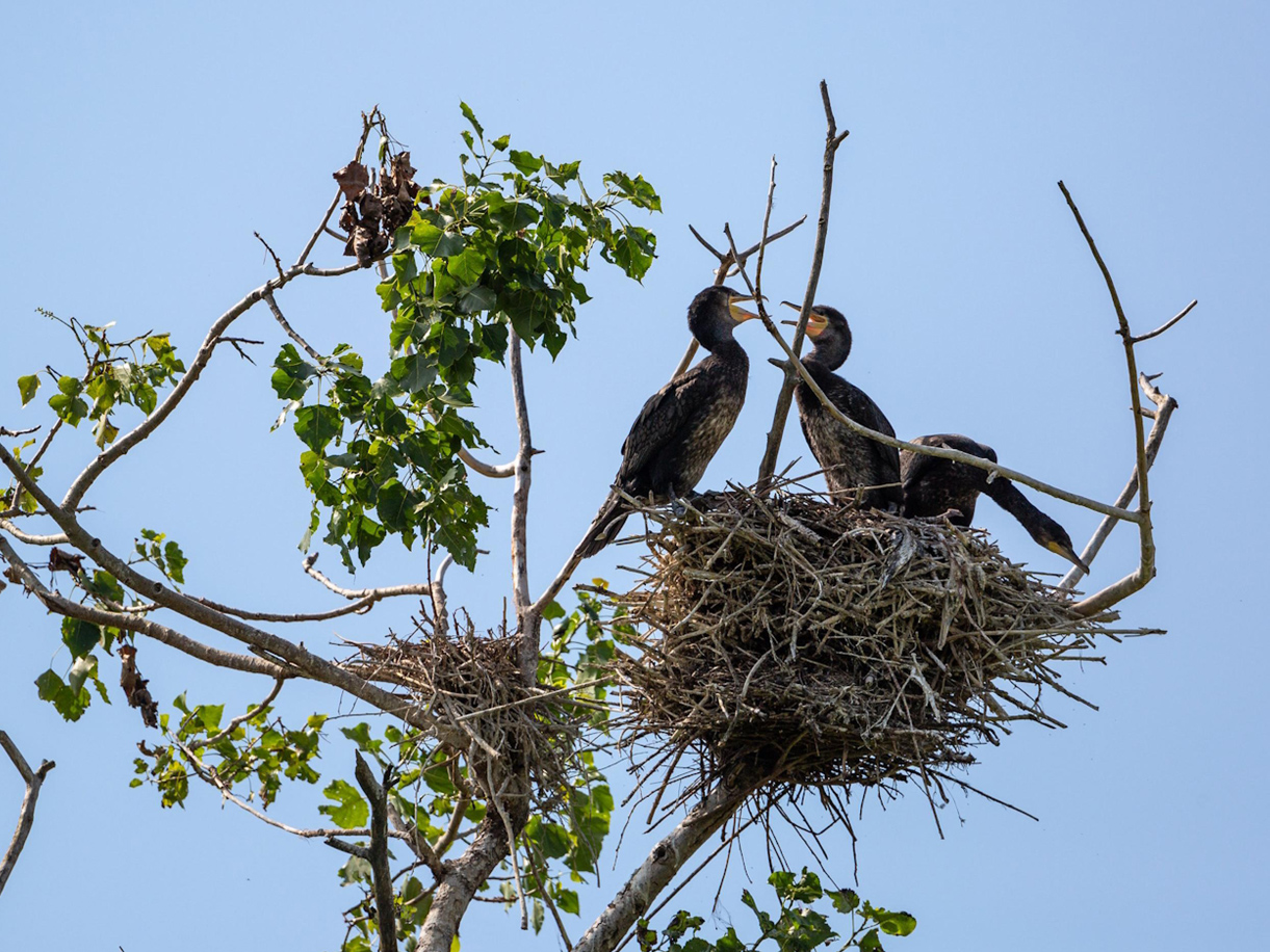 A healthy bowl of food.