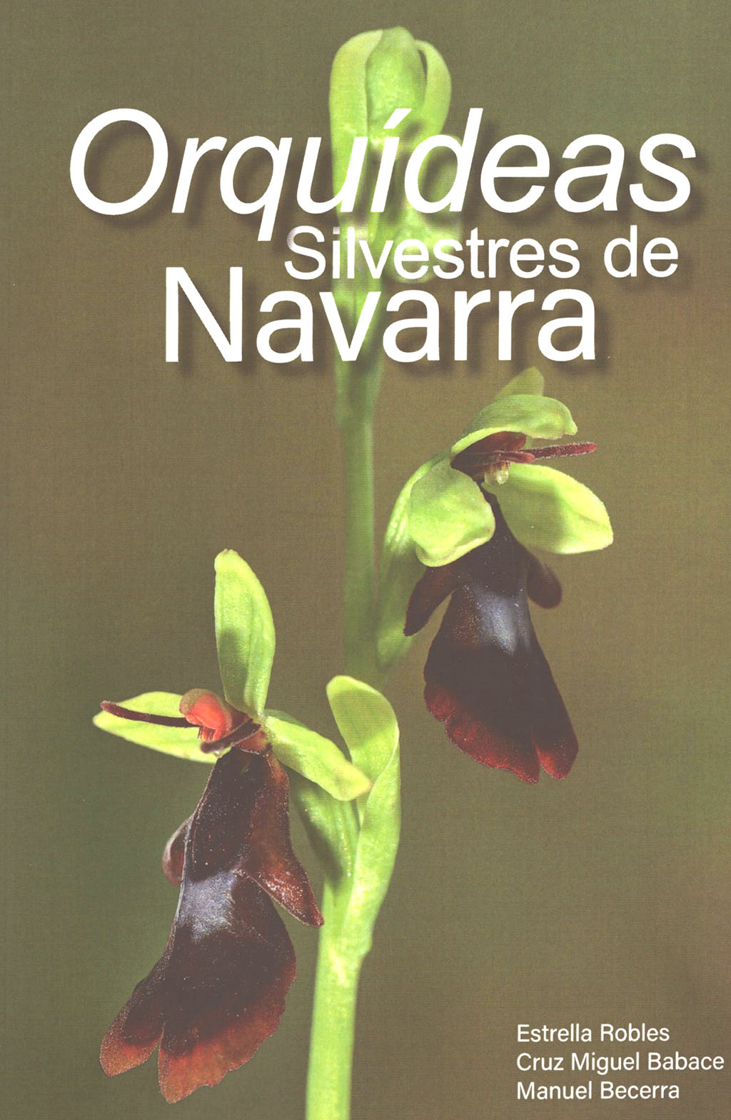 Texto alternativo