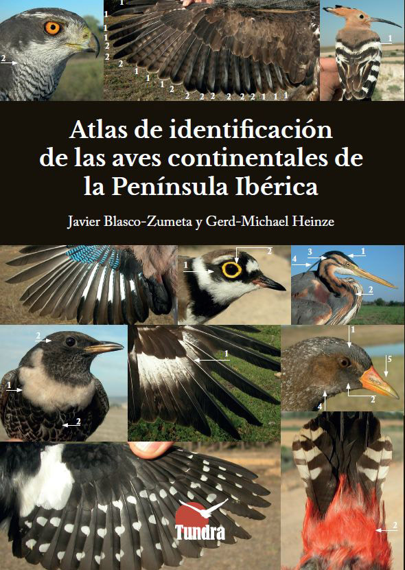 Texto alternativo