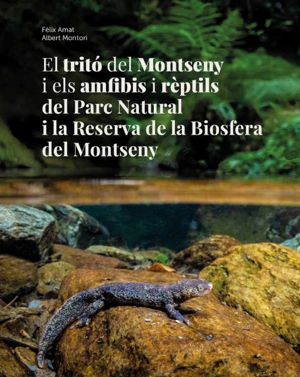Texto alternativo