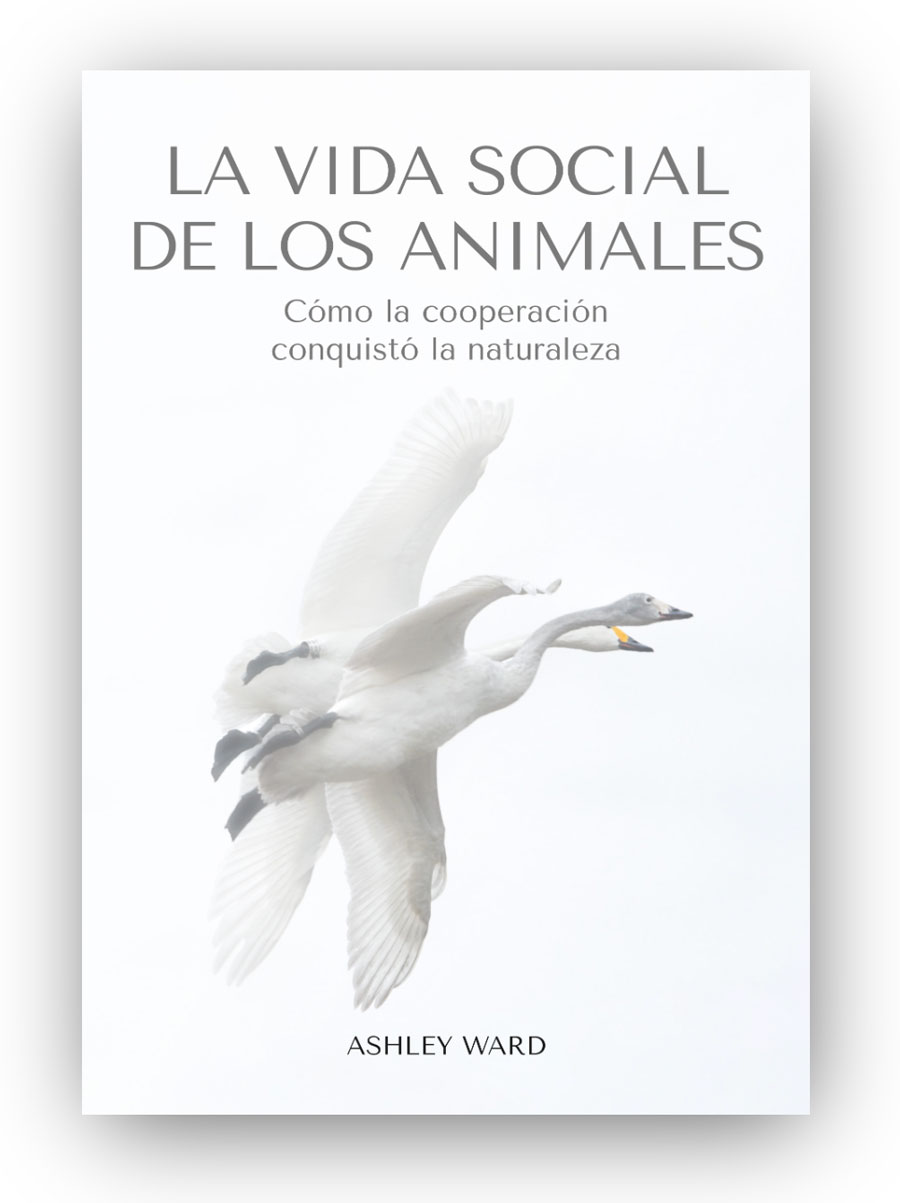 Texto alternativo