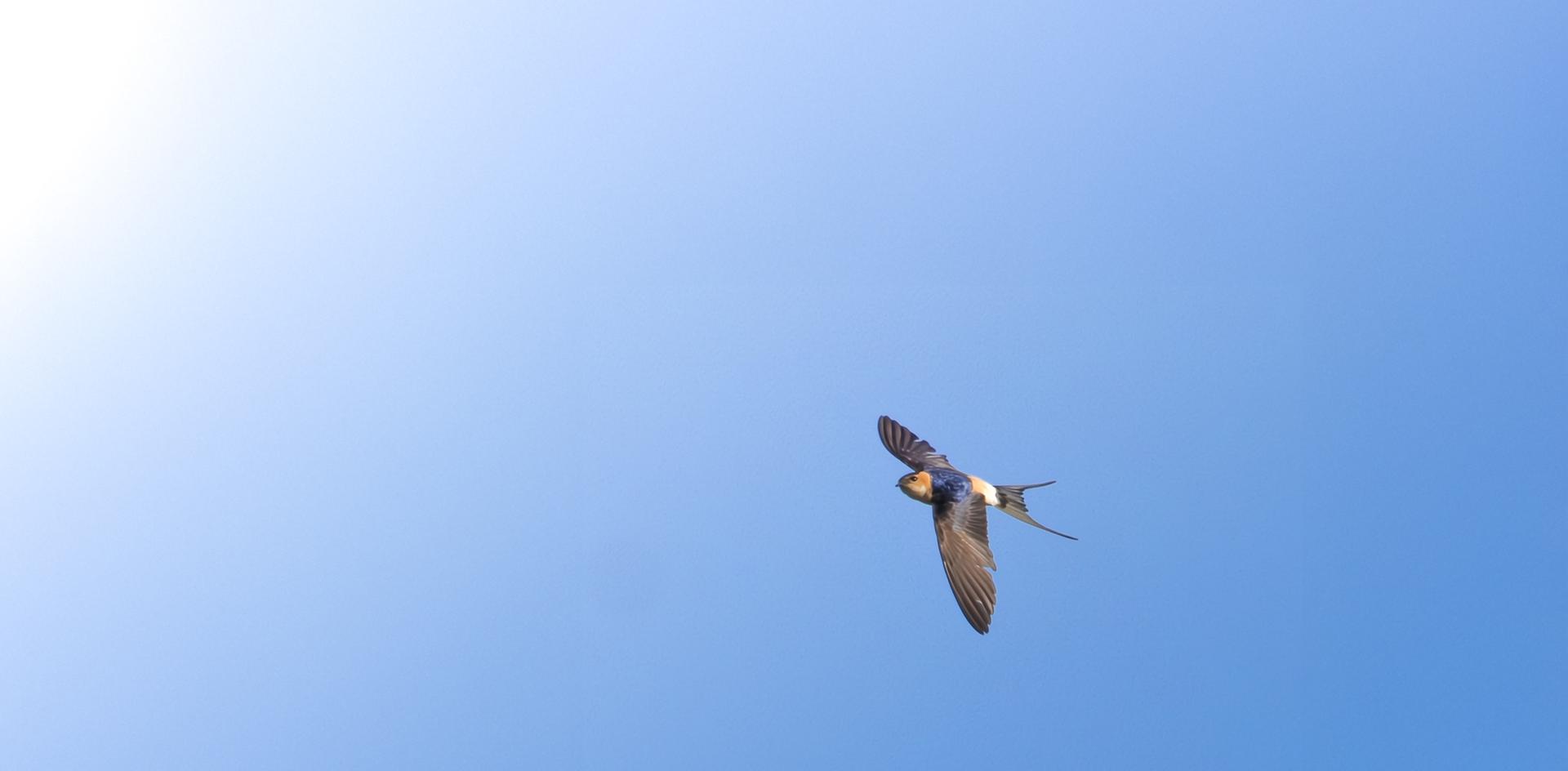 golondrina durica en vuelo