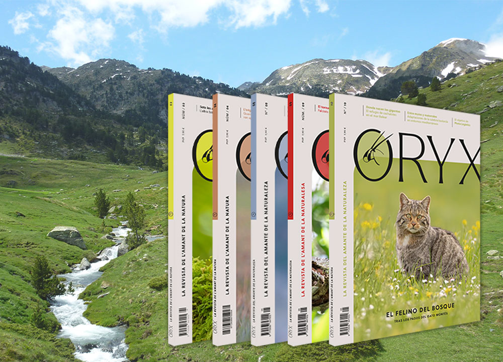 oferta de verano de la revista ORYX