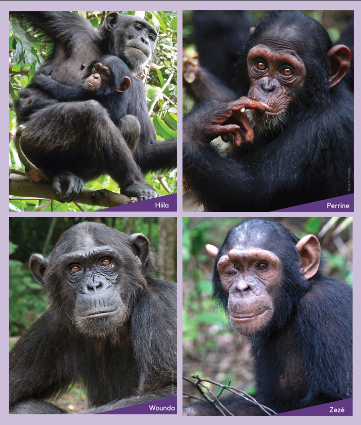 Chimpamigos
