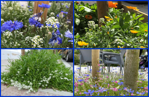 Alcorques Primer resultado