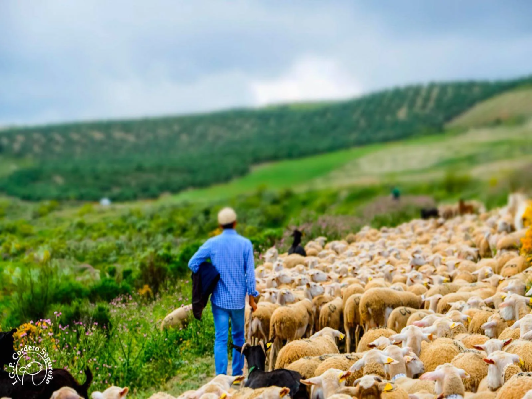La FAO declara a 2026 el “Año Internacional de los Pastizales y los Pastores”