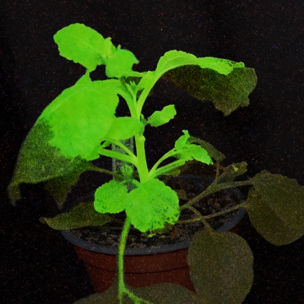 Crean plantas que brillan en la oscuridad y cambian de color al detectar un virus, avisando de posibles plagas