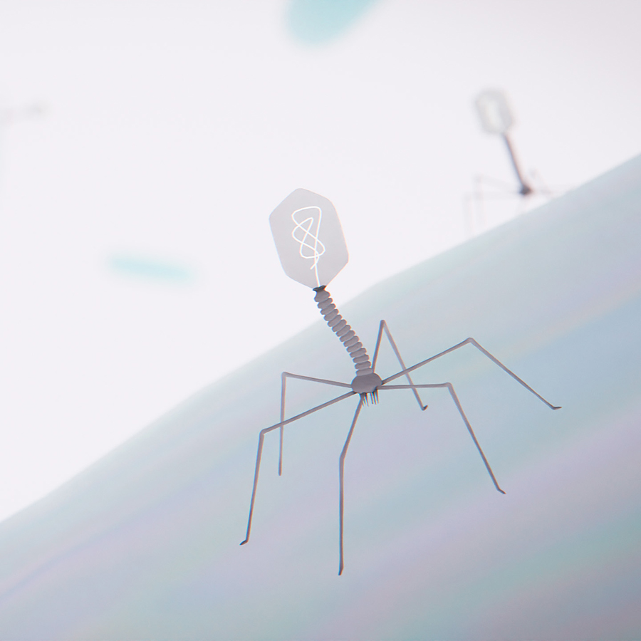 Los virus de bacterias adaptan su estrategia de infección por una red de interacciones con su huésped