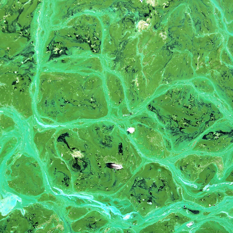 Describen un mecanismo clave para la adaptación de las bacterias que hicieron respirable la atmósfera de la Tierra
