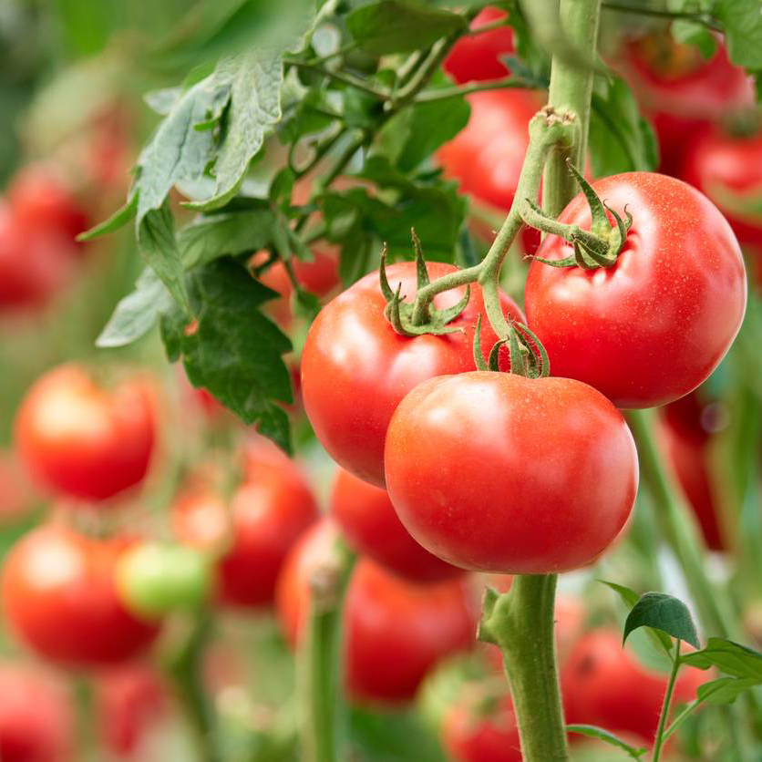 Un compuesto reduce el impacto de la sequía y mejora la productividad en plantas de tomate