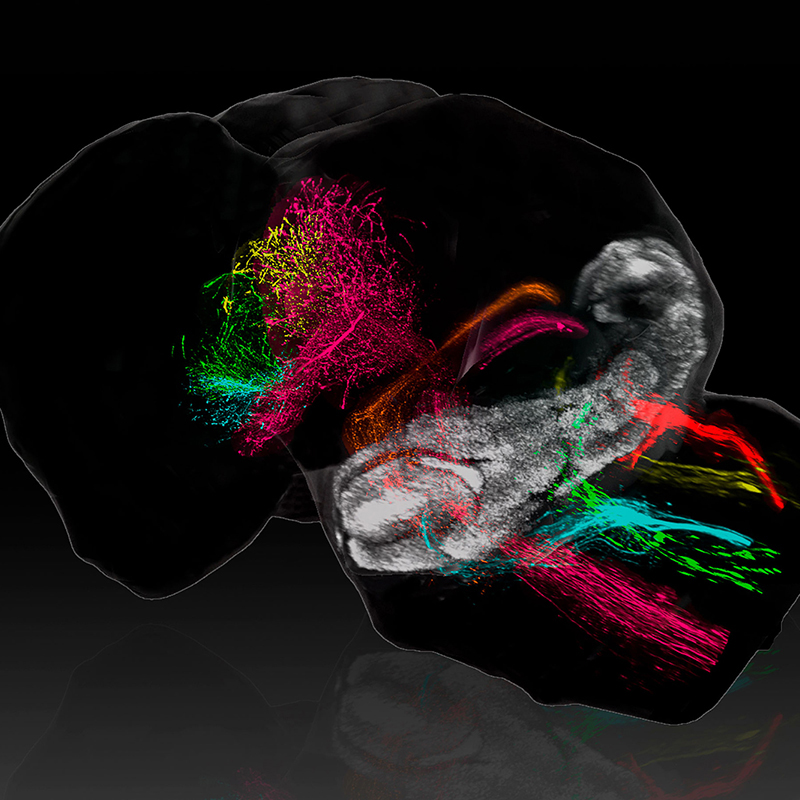 Cartografían cómo construye el cerebelo sus conexiones con el cerebro durante el desarrollo temprano
