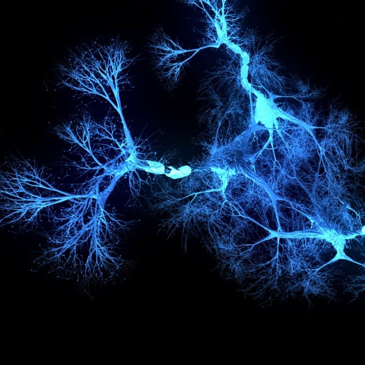 Identifican un mecanismo clave en la degeneración de las neuronas motoras en ELA
