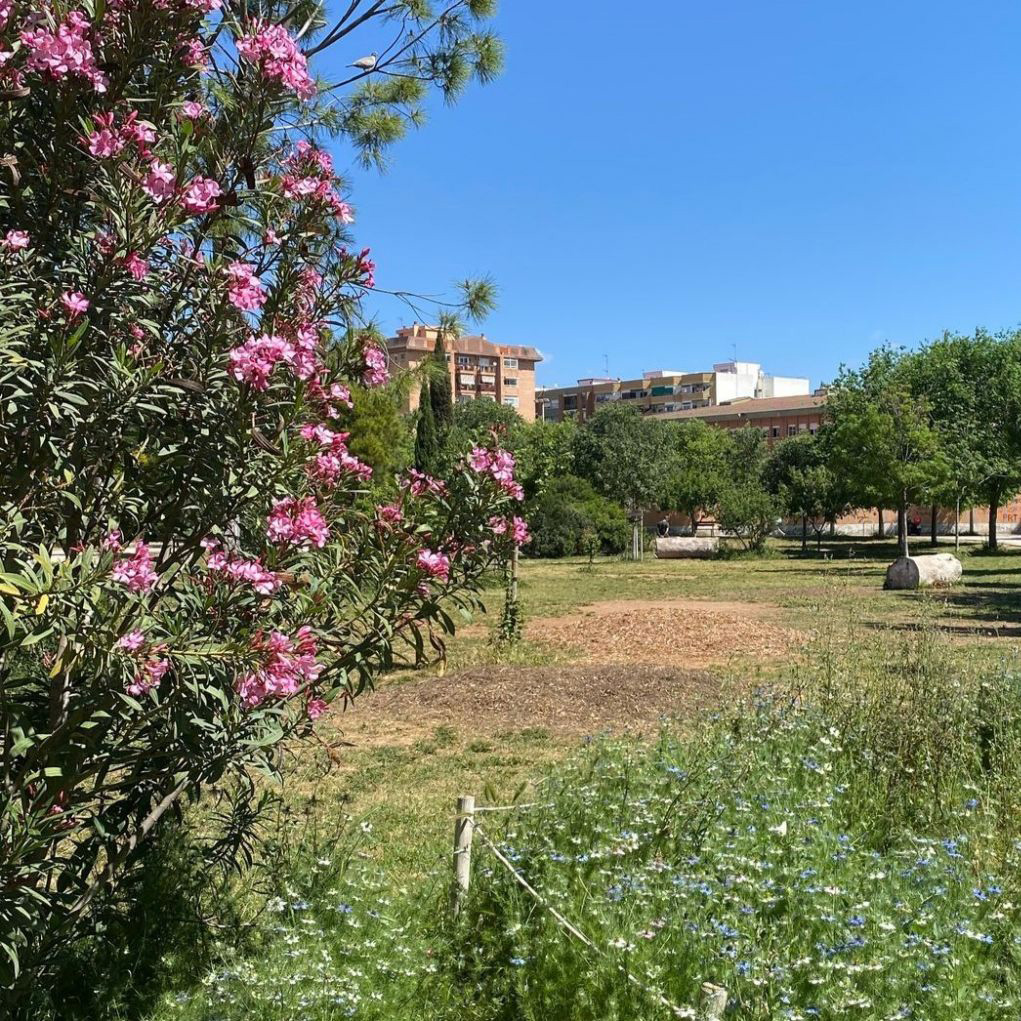 Bioblitz València