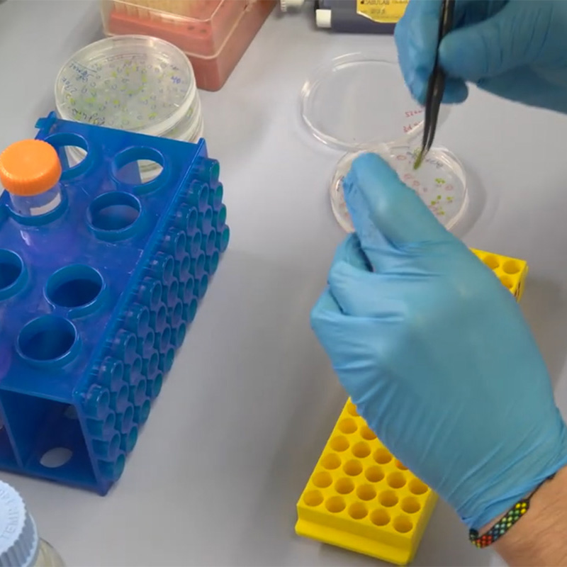 Desarrollan un tratamiento que triplica la cantidad de vitamina E en las plantas