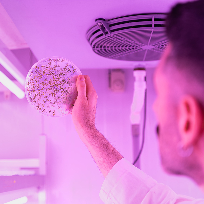 Descubren un «interruptor molecular» que controla cómo forman las plantas sus vasos conductores