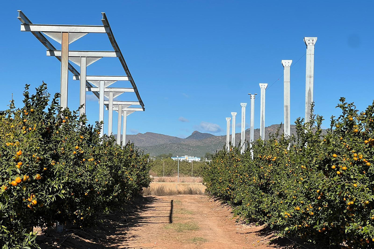Construyen la primera planta piloto agrivoltaica de la Comunitat Valenciana sobre cultivo de cítricos
