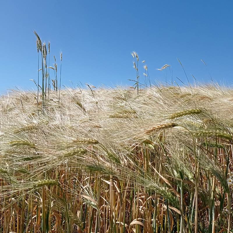 Aumentar la proporción de la agricultura ecológica contribuye a suelos más sanos y diversos