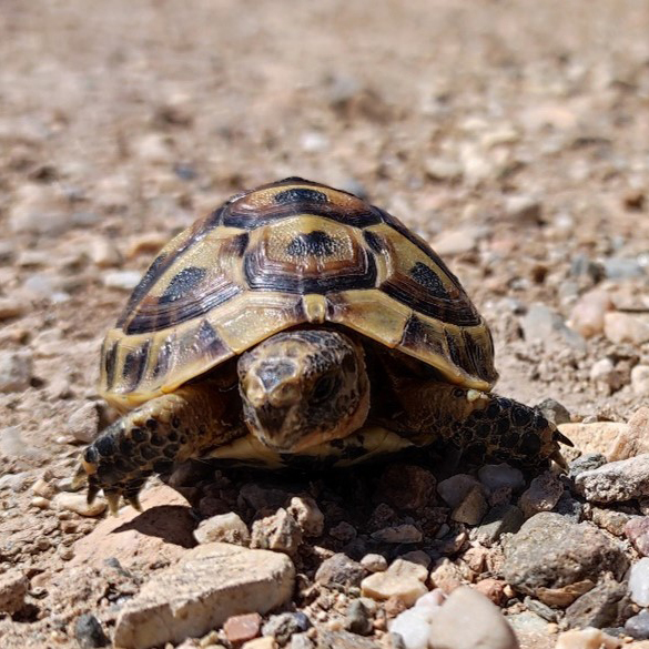 Secuencian el genoma de la tortuga mora