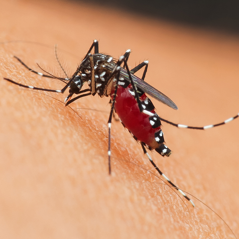 Descubren moléculas que bloquean una interacción del parásito causante de la malaria