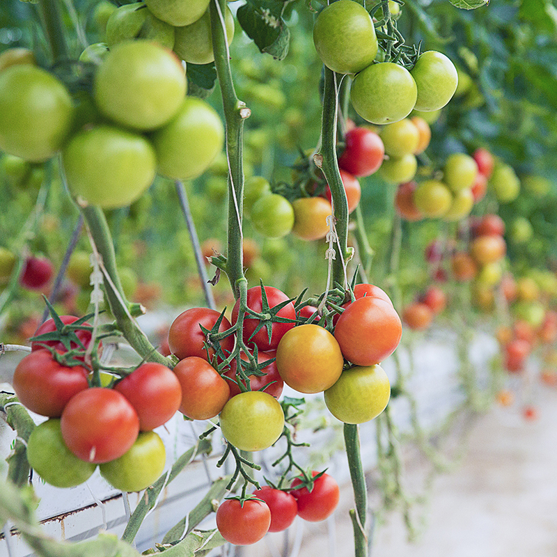 Cómo influye el estrés abiótico en las plantas de tomate para sobrevivir al cambio climático