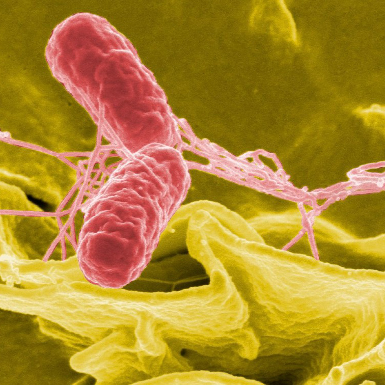 Patentan un compuesto semiconductor con propiedades antimicrobianas