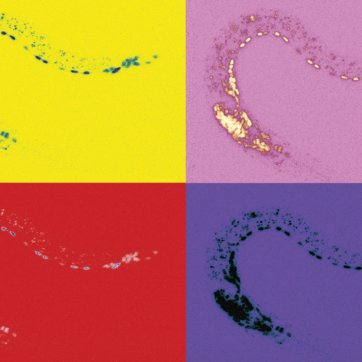 Revelan un mecanismo clave para controlar la actividad que regula la identidad neuronal