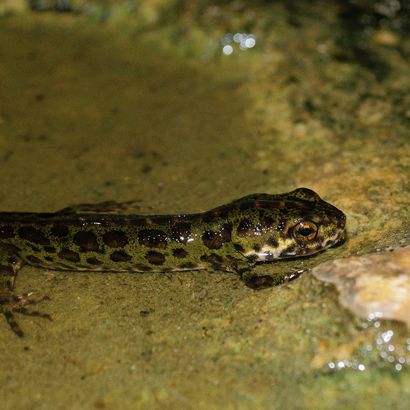 La introducción ilegal de especies protegidas puede suponer una amenaza a la biodiversidad
