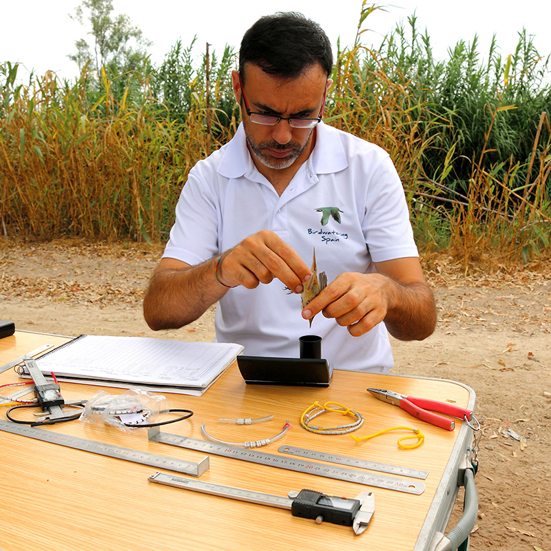 Evalúan el impacto del cambio climático en la productividad de las aves