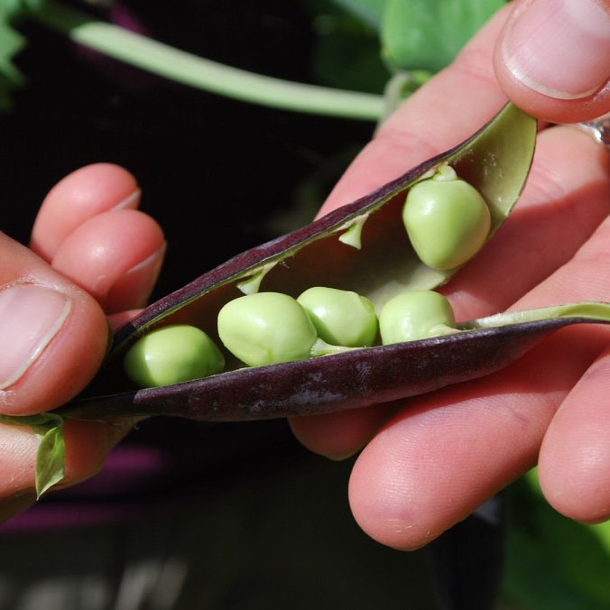 Identifican un gen que controla la producción de flores y frutos en plantas leguminosas