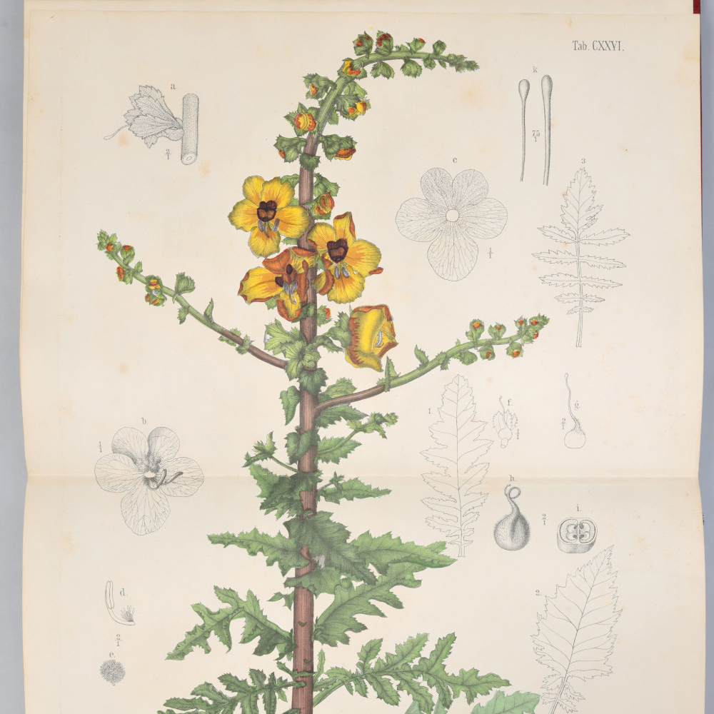 De libros y plantas. Ilustración botánica en las bibliotecas de la Universitat de València, siglos XVI-XIX