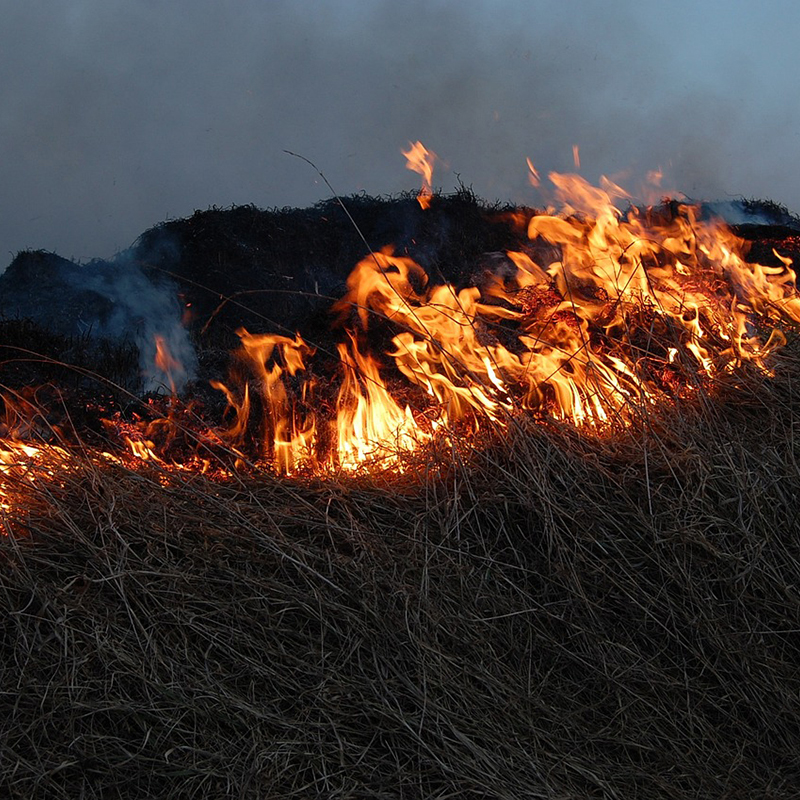 Analizan el impacto de los incendios forestales en los ecosistemas marinos
