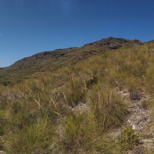 La cubierta vegetal natural actúa como reservorio de biodiversidad ante cambios climáticos
