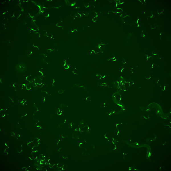 Hallan en gusanos un mecanismo que recuerda la respuesta inmunitaria ante un virus para defenderse frente a reinfecciones