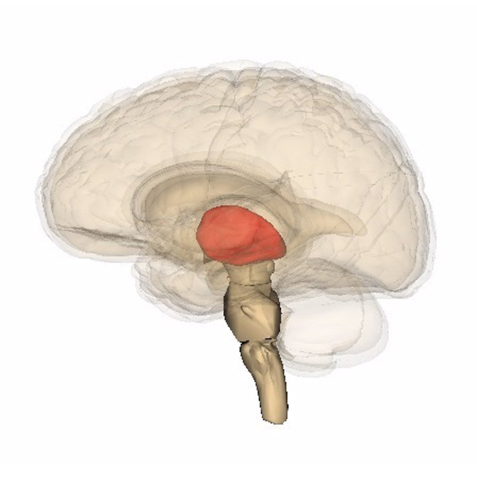 El estrés en la adolescencia incide en el tálamo, región cerebral afectada en enfermedades como la depresión o la esquizofrenia