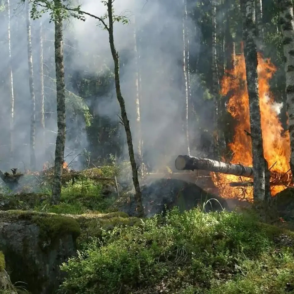 Los incendios causados por el cambio global reducen la abundancia y diversidad de las plantas leñosas