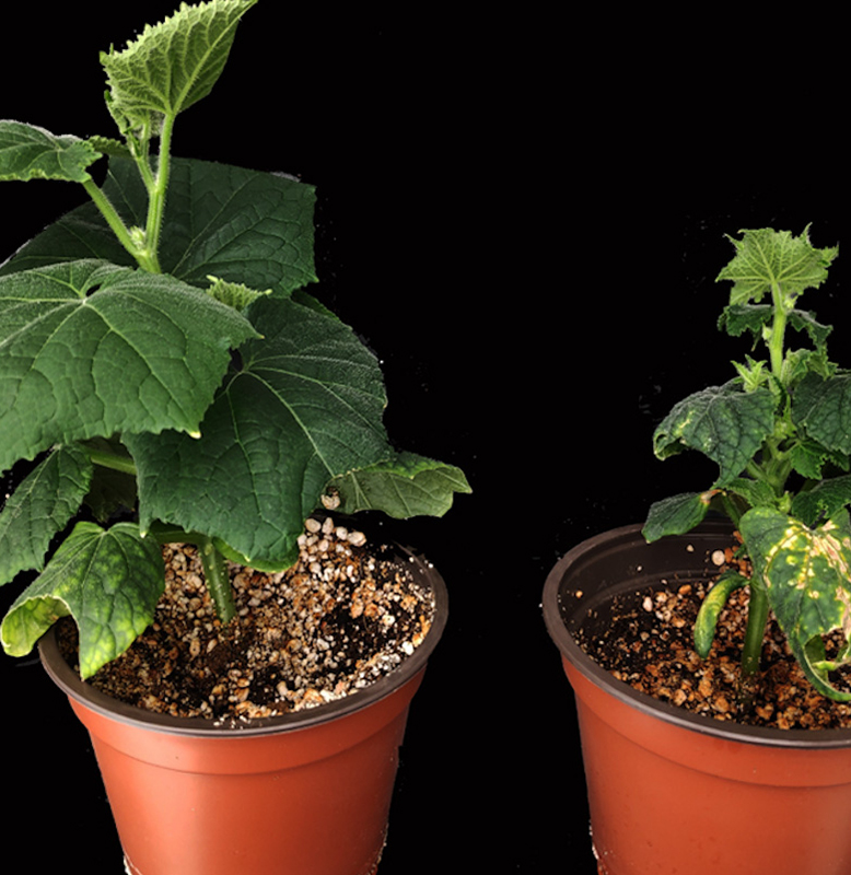 Describen los mecanismos de las plantas para luchar contra viroides, los agentes infecciosos más pequeños que se conocen