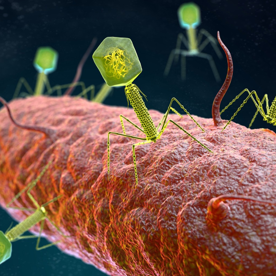 Desarrollan una IA para leer el «código» de los virus bacterianos y diseñar tratamientos con fagos personalizados