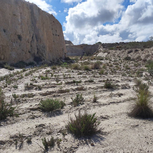 Los ecosistemas dañados recuperan parte de la diversidad de las relaciones entre sus plantas en apenas una década