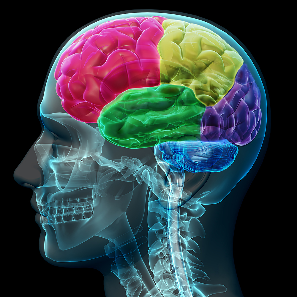 Descubren un nuevo mecanismo que participa en la propagación del Parkinson en el cerebro
