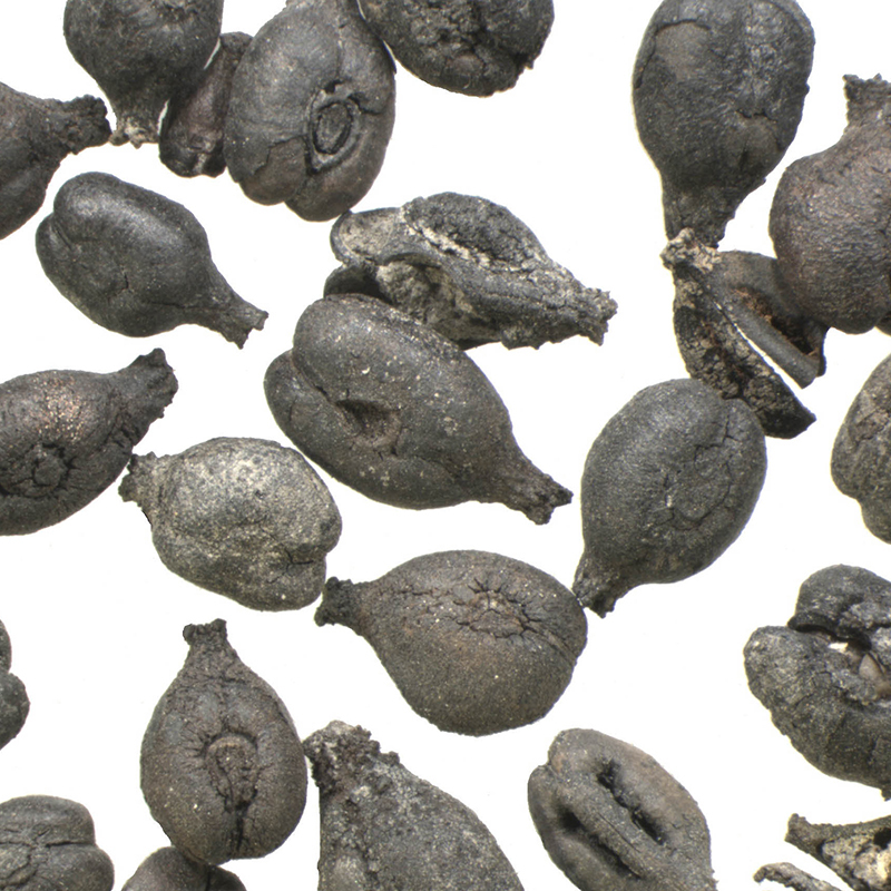 El ADN antiguo revela que las primeras vides cultivadas en la península ibérica llegaron del Mediterráneo oriental hace 3.000 años