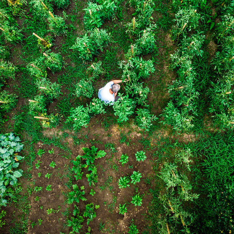 Un método combina simulaciones digitales y drones para predecir el rendimiento de cultivos hortícolas