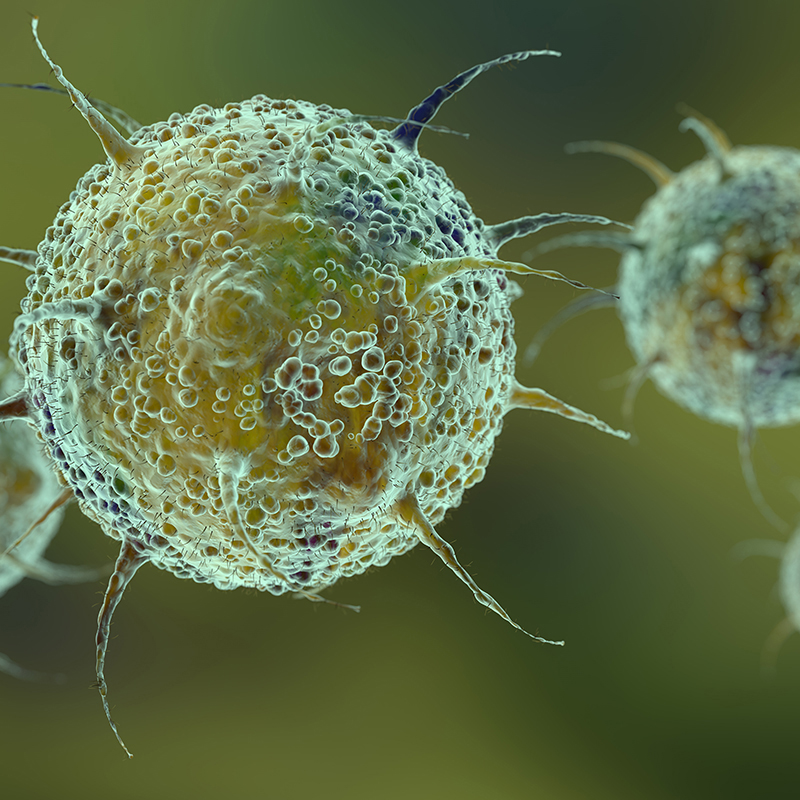 Las células humanas cuentan con pocas barreras para frenar la entrada de virus animales