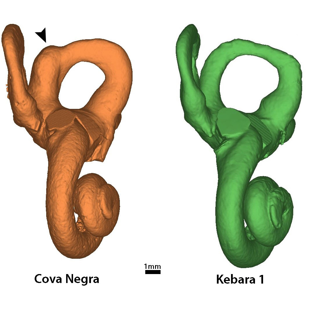 Demuestran por primera vez que los neandertales cuidaban y protegían a sus niños con síndrome de Down