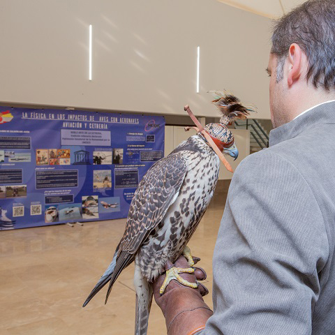 Exposición: La física en los impactos de aves con aeronaves, aviación y cetrería
