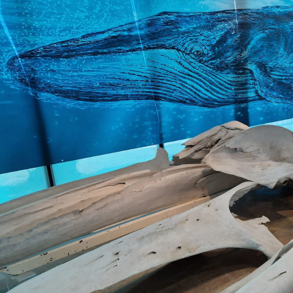 El ojo de la ballena