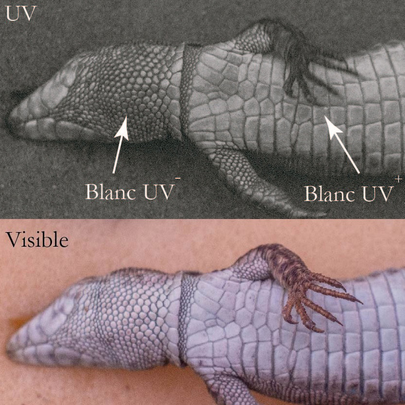 Describen por primera vez los cambios en la coloración de la lagartija roquera al crecer