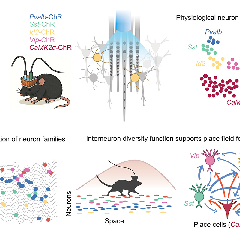 El papel de las principales familias de neuronas en la orientación espacial