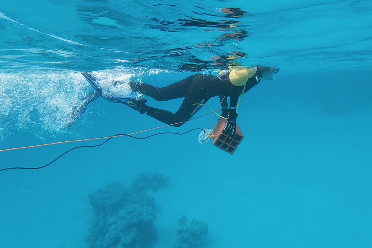 El efecto del ruido antropogénico sobre los peces 